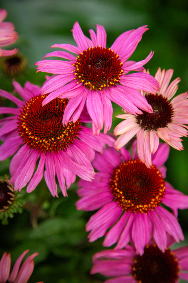 Zdjęcie rosliny doniczkowej Echinacea purpurea (jeżówka purpurowa), ujęcie 2