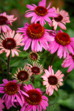 Zdjęcie rosliny doniczkowej Echinacea purpurea (jeżówka purpurowa), ujęcie 3