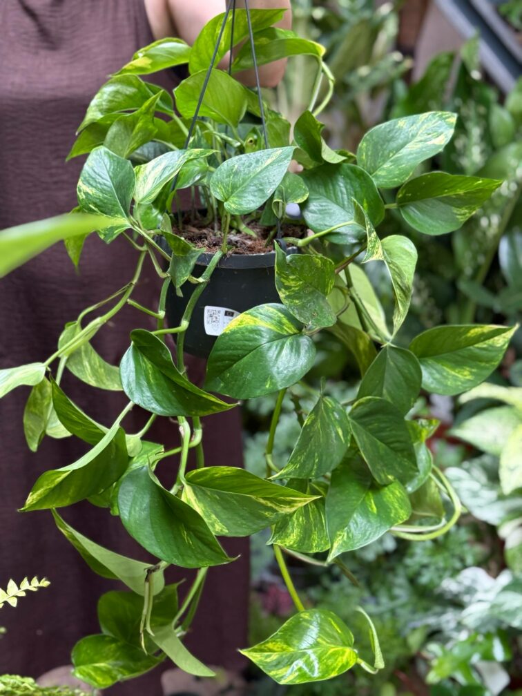 Zdjęcie rosliny doniczkowej Epipremnum aureum (Epipremnum złociste), ujęcie 1