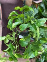 Zdjęcie rosliny doniczkowej Epipremnum aureum (Epipremnum złociste), ujęcie 2