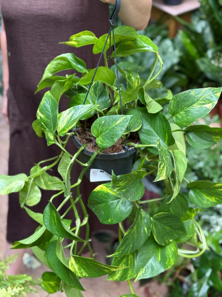 Zdjęcie rosliny doniczkowej Epipremnum aureum (Epipremnum złociste), ujęcie 2