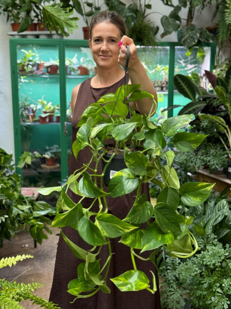 Zdjęcie rosliny doniczkowej Epipremnum aureum (Epipremnum złociste), ujęcie 3