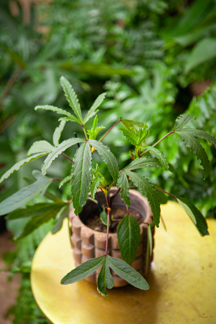 Zdjęcie rosliny doniczkowej Hibiscus Sabdariffa Tea Plant (ketmia szczawiowa), ujęcie 1