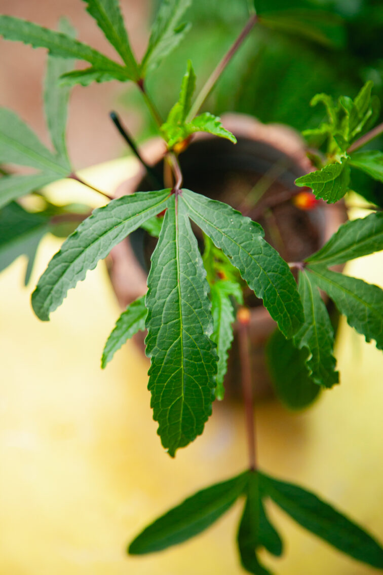 Zdjęcie rosliny doniczkowej Hibiscus Sabdariffa Tea Plant (ketmia szczawiowa), ujęcie 2