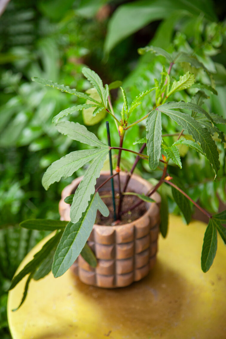 Zdjęcie rosliny doniczkowej Hibiscus Sabdariffa Tea Plant (ketmia szczawiowa), ujęcie 3