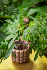 Zdjęcie rosliny doniczkowej Hibiscus Sabdariffa Tea Plant (ketmia szczawiowa), ujęcie 4