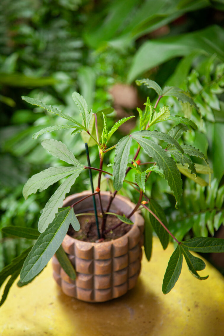 Zdjęcie rosliny doniczkowej Hibiscus Sabdariffa Tea Plant (ketmia szczawiowa), ujęcie 4