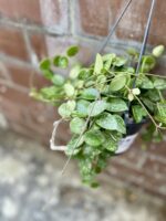 Zdjęcie rosliny doniczkowej Hoya 'Mathilde' splash, ujęcie 2