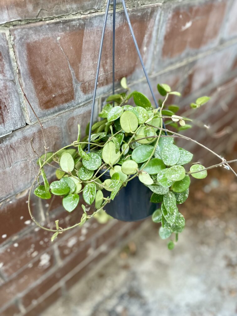 Zdjęcie rosliny doniczkowej Hoya 'Mathilde' splash, ujęcie 3