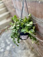 Zdjęcie rosliny doniczkowej Hoya 'Mathilde' splash, ujęcie 4