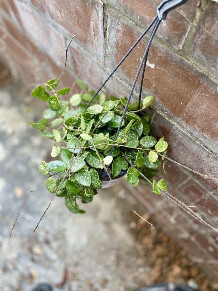 Zdjęcie rosliny doniczkowej Hoya 'Mathilde' splash, ujęcie 5