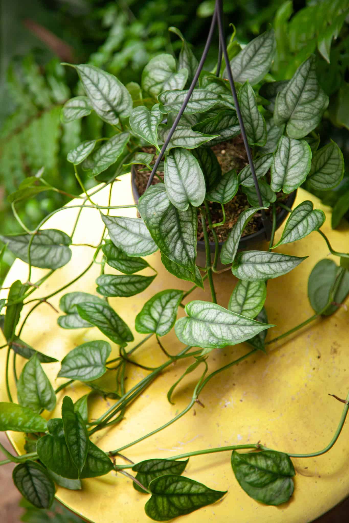 Zdjęcie rosliny doniczkowej Monstera siltepecana, ujęcie 1