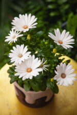 Zdjęcie rosliny doniczkowej Osteospermum Cream (Margarita Cream), ujęcie 1