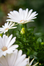 Zdjęcie rosliny doniczkowej Osteospermum Cream (Margarita Cream), ujęcie 2