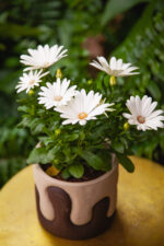 Zdjęcie rosliny doniczkowej Osteospermum Cream (Margarita Cream), ujęcie 3