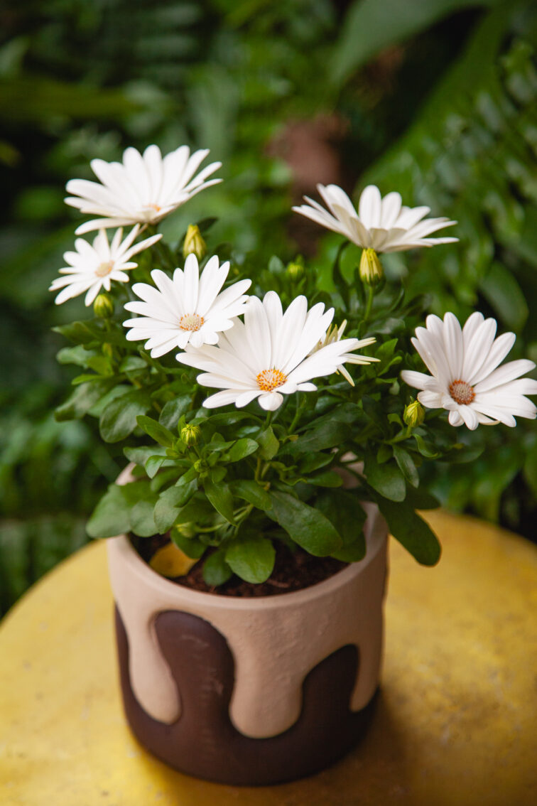Zdjęcie rosliny doniczkowej Osteospermum Cream (Margarita Cream), ujęcie 3