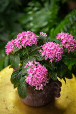 Zdjęcie rosliny doniczkowej Pentas lanceolata Starcluster Pink (Piątak lancetowaty), ujęcie 1
