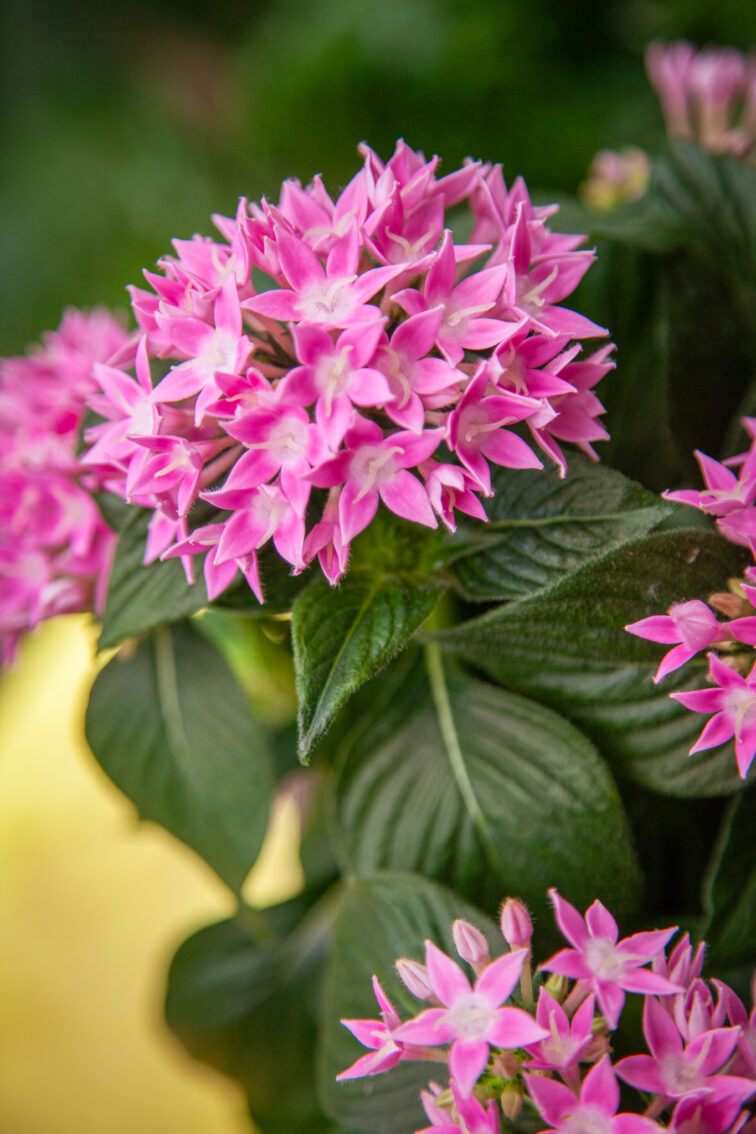 Zdjęcie rosliny doniczkowej Pentas lanceolata Starcluster Pink (Piątak lancetowaty), ujęcie 2