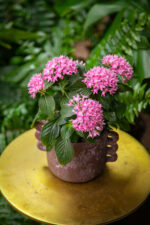 Zdjęcie rosliny doniczkowej Pentas lanceolata Starcluster Pink (Piątak lancetowaty), ujęcie 3