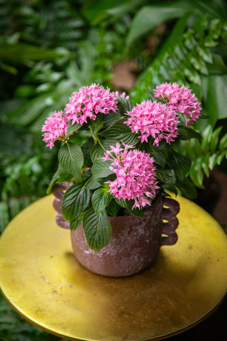 Zdjęcie rosliny doniczkowej Pentas lanceolata Starcluster Pink (Piątak lancetowaty), ujęcie 3