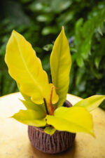 Zdjęcie rosliny doniczkowej Philodendron Gergaji Golden Saw, ujęcie 1