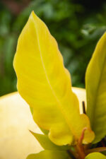 Zdjęcie rosliny doniczkowej Philodendron Gergaji Golden Saw, ujęcie 2