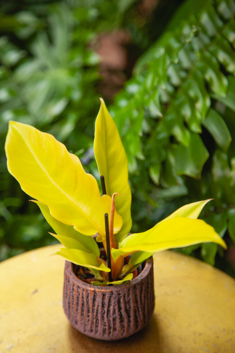 Zdjęcie rosliny doniczkowej Philodendron Gergaji Golden Saw, ujęcie 3