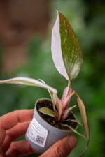 Zdjęcie rosliny doniczkowej Philodendron Red Anderson, ujęcie 1