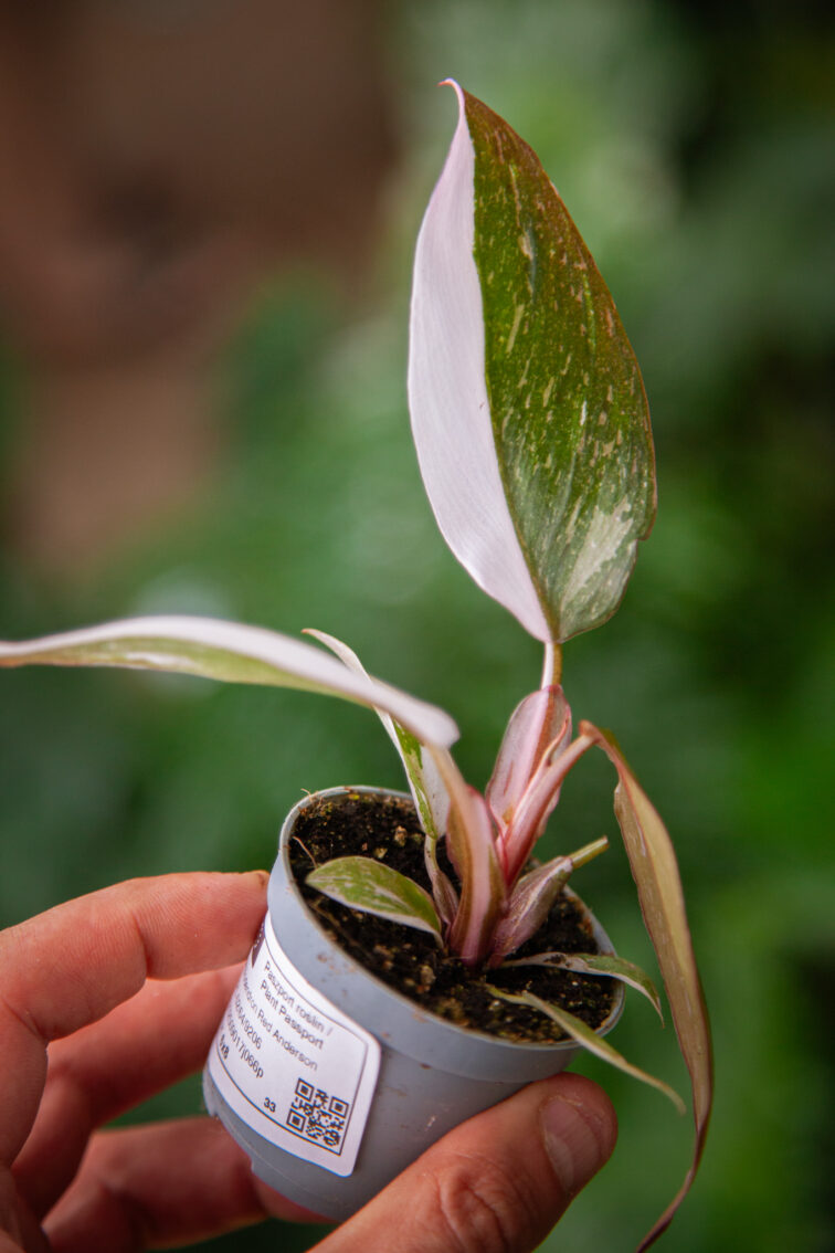 philodendron-red-anderson_6x8-1_1749292239.jpg Zdjęcie rosliny doniczkowej Philodendron Red Anderson, ujęcie 1