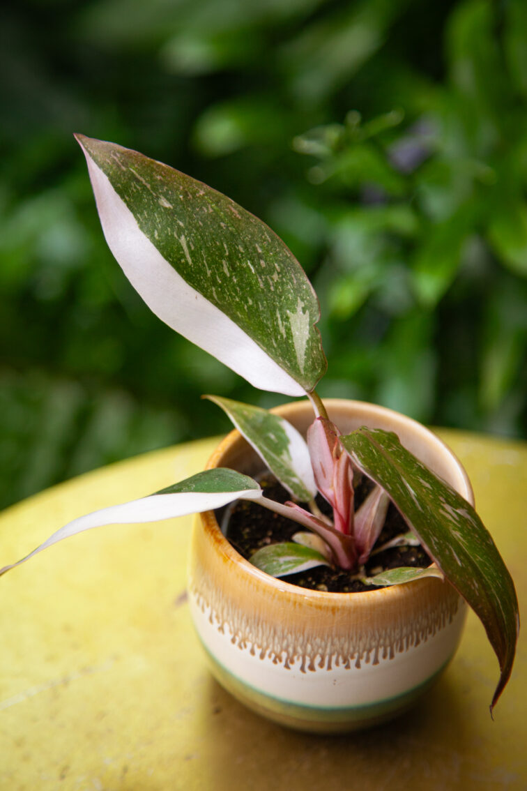 Zdjęcie rosliny doniczkowej Philodendron Red Anderson, ujęcie 2