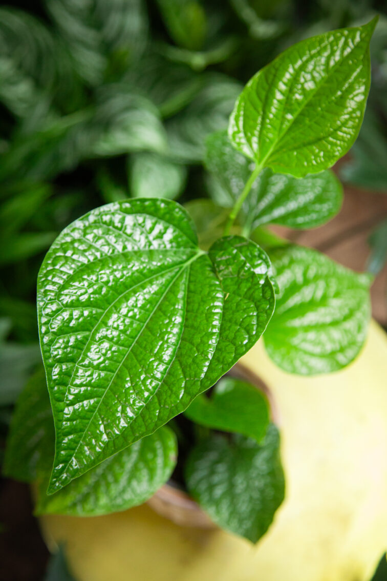 piper-sylvaticum_12x25.0-1_1751106367.jpg Zdjęcie rosliny doniczkowej Piper sylvaticum, ujęcie 1