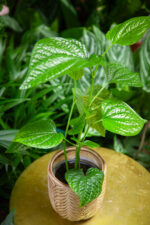 Zdjęcie rosliny doniczkowej Piper sylvaticum, ujęcie 2