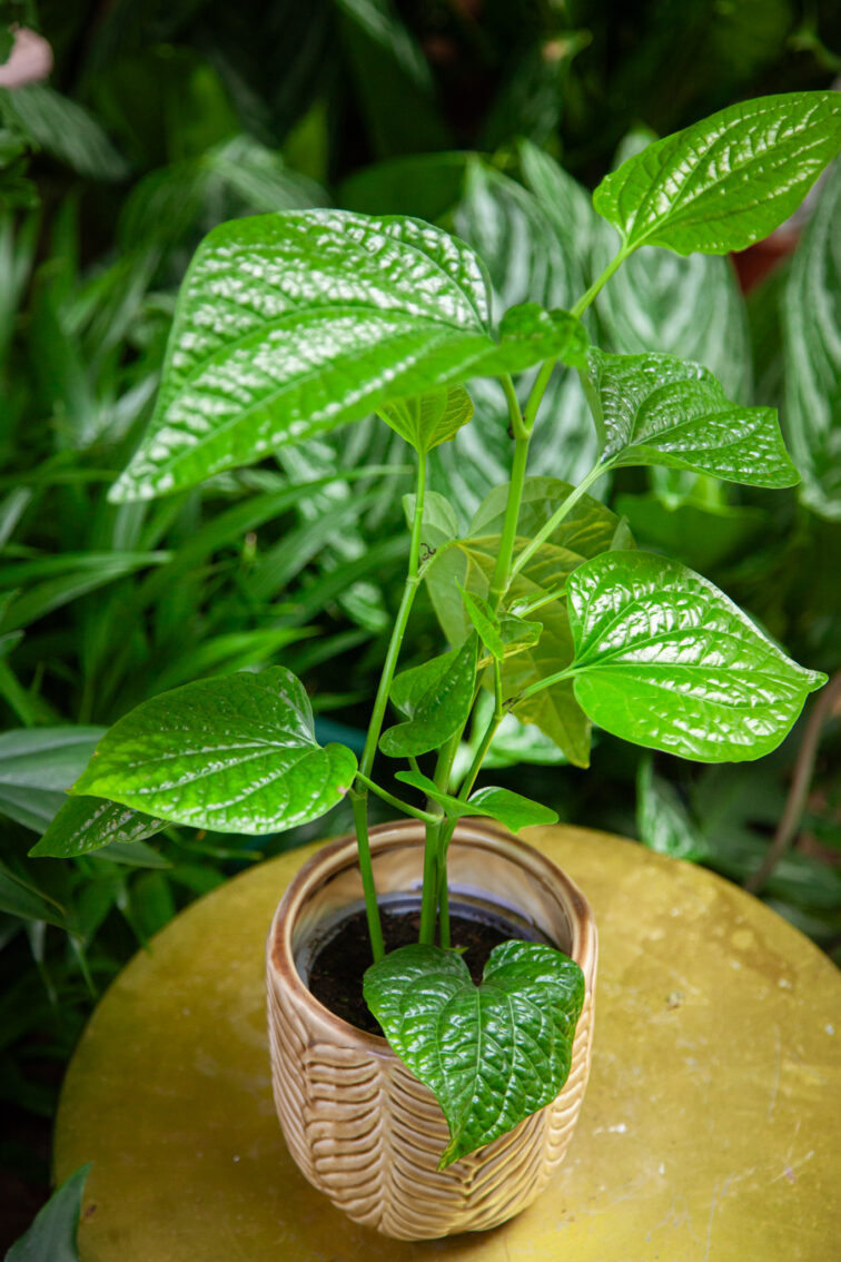 Zdjęcie rosliny doniczkowej Piper sylvaticum, ujęcie 2