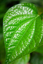 Zdjęcie rosliny doniczkowej Piper sylvaticum, ujęcie 3