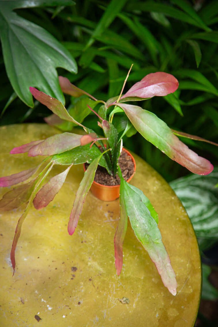 Zdjęcie rosliny doniczkowej Pseudorhipsalis ramulosa Red Coral, ujęcie 1