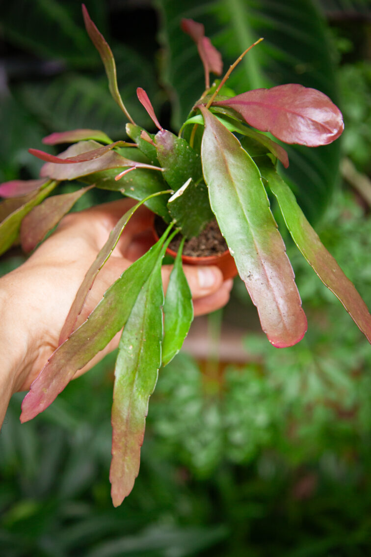 Zdjęcie rosliny doniczkowej Pseudorhipsalis ramulosa Red Coral, ujęcie 2