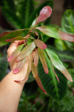 Zdjęcie rosliny doniczkowej Pseudorhipsalis ramulosa Red Coral, ujęcie 3