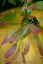 Zdjęcie rosliny doniczkowej Pseudorhipsalis ramulosa Red Coral, ujęcie 4