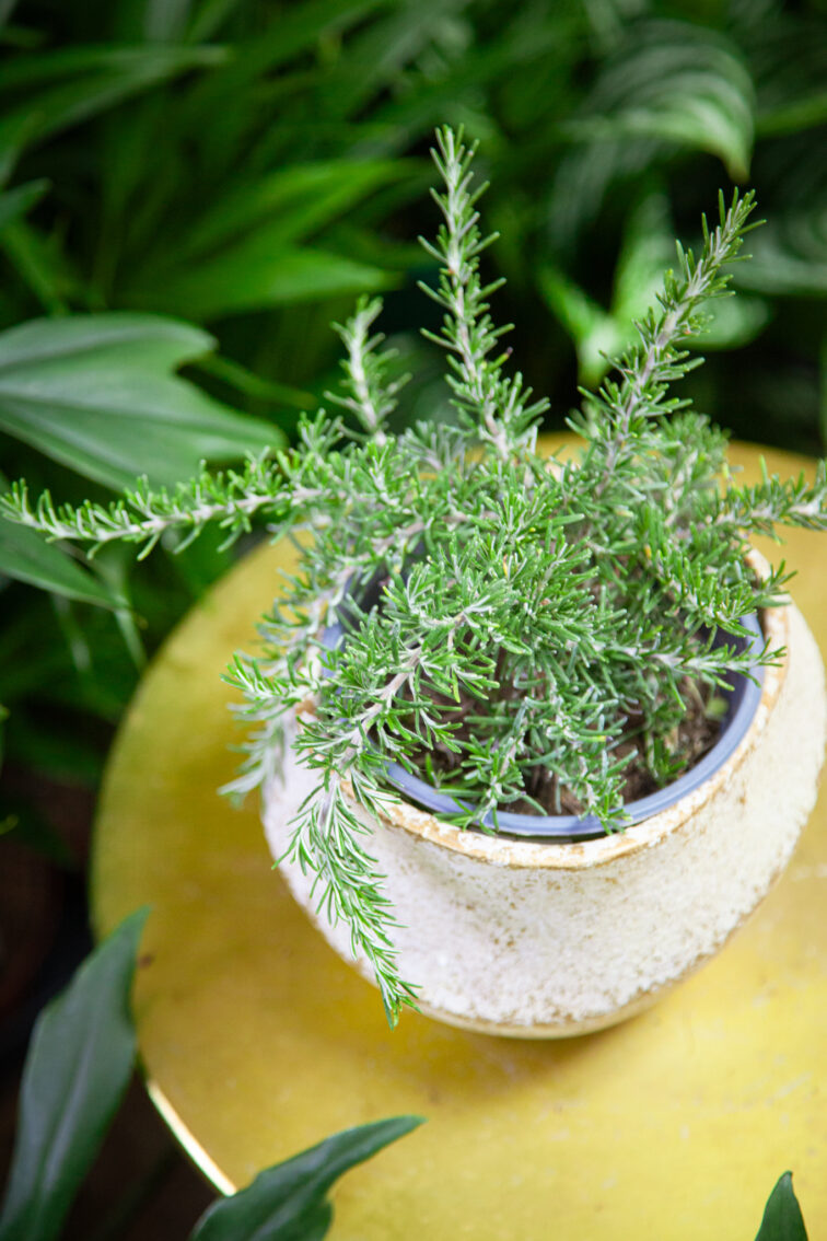 Zdjęcie rosliny doniczkowej Rosmarinus officinalis Prostratus (Rozmaryn płożący), ujęcie 1