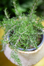 Zdjęcie rosliny doniczkowej Rosmarinus officinalis Prostratus (Rozmaryn płożący), ujęcie 2