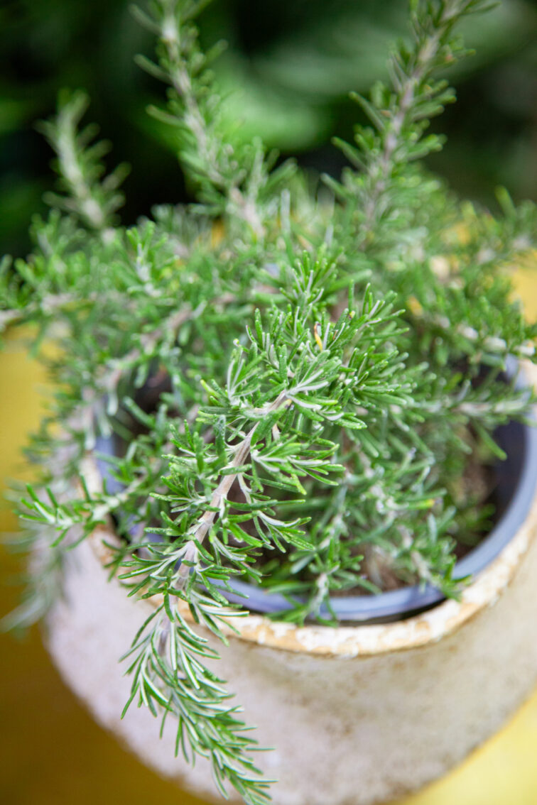 Zdjęcie rosliny doniczkowej Rosmarinus officinalis Prostratus (Rozmaryn płożący), ujęcie 2