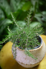 Zdjęcie rosliny doniczkowej Rosmarinus officinalis Prostratus (Rozmaryn płożący), ujęcie 3