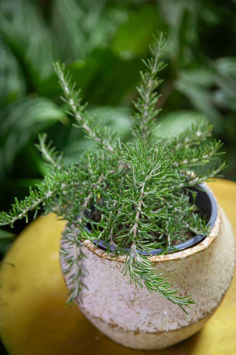 Zdjęcie rosliny doniczkowej Rosmarinus officinalis Prostratus (Rozmaryn płożący), ujęcie 3