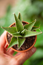 Zdjęcie rosliny doniczkowej Sansevieria Snowflake, ujęcie 1