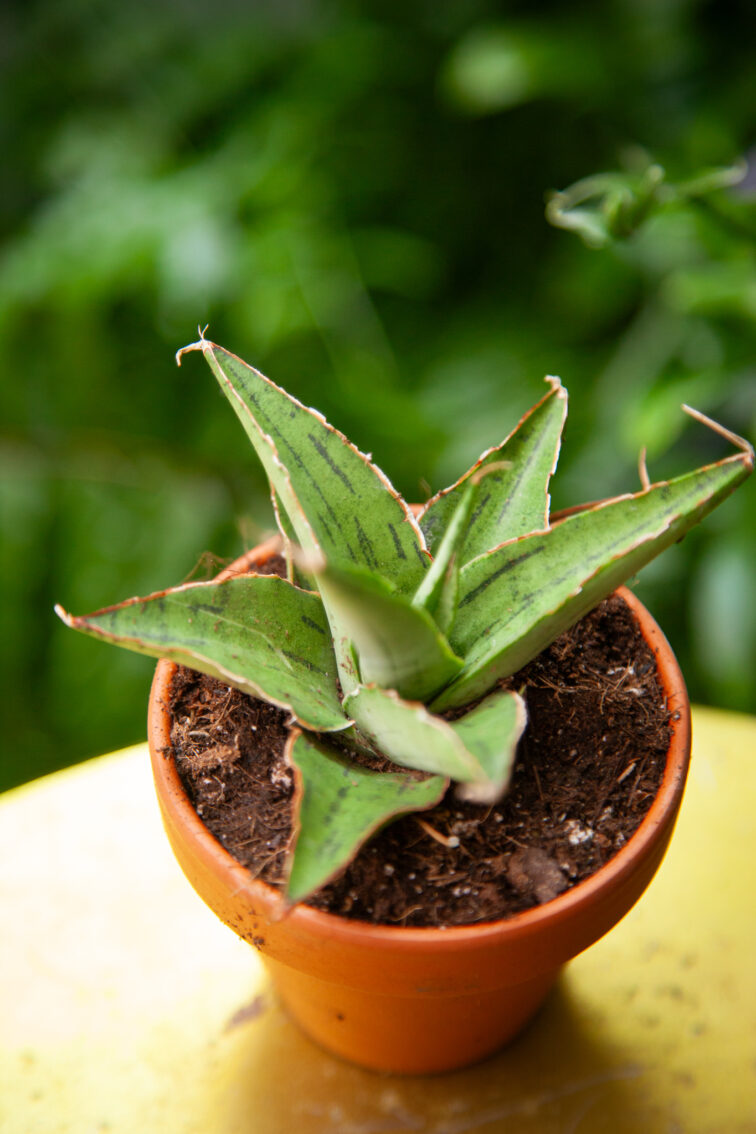 Zdjęcie rosliny doniczkowej Sansevieria Snowflake, ujęcie 2