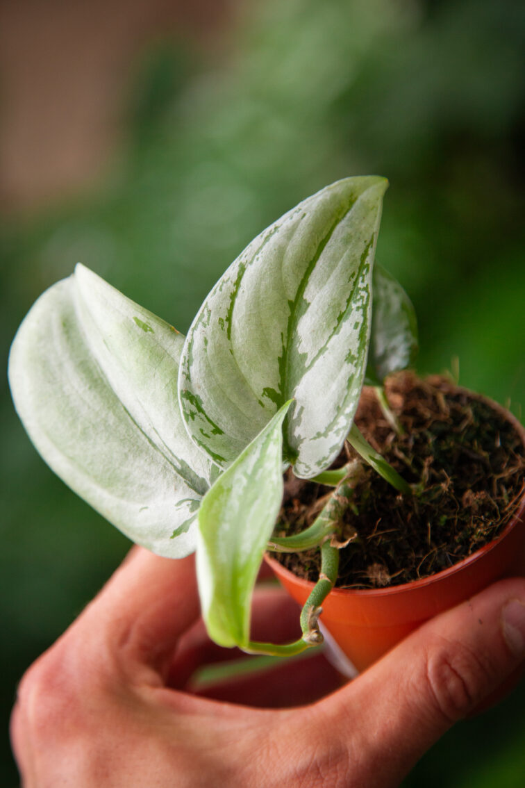 scindapsus-sp.-kalimantan_7x10-1_1749292182.jpg Zdjęcie rosliny doniczkowej Scindapsus sp. Kalimantan, ujęcie 1