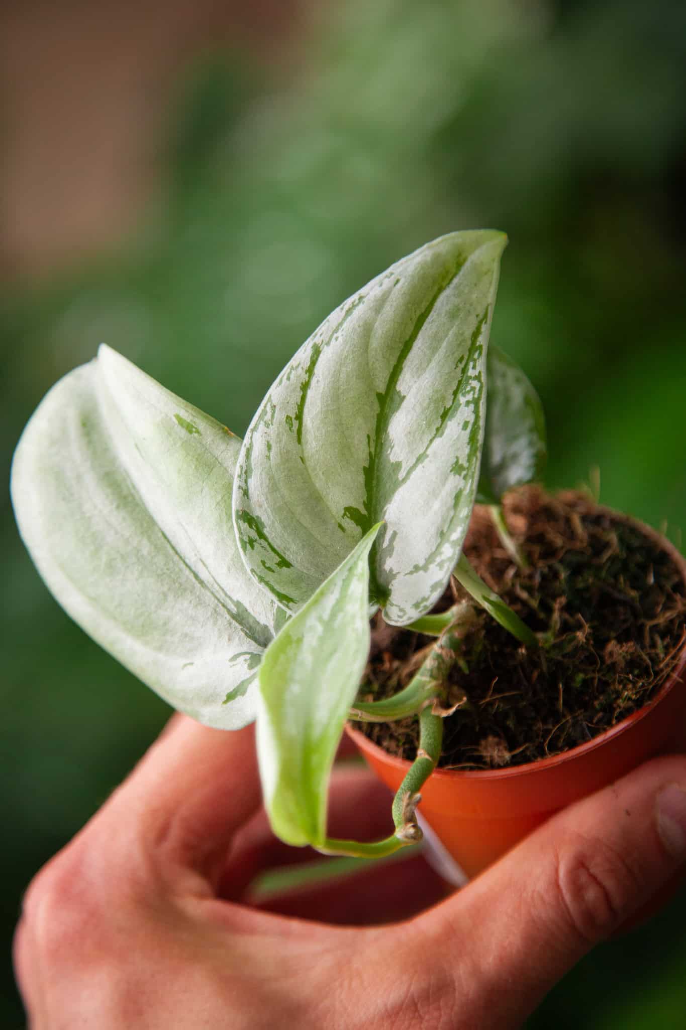 Zdjęcie rosliny doniczkowej Scindapsus sp. Kalimantan, ujęcie 1