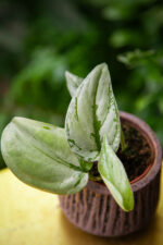 Zdjęcie rosliny doniczkowej Scindapsus sp. Kalimantan, ujęcie 2