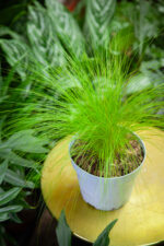 Zdjęcie rosliny doniczkowej Stipa Pony Tails (Ostnica mocna), ujęcie 1