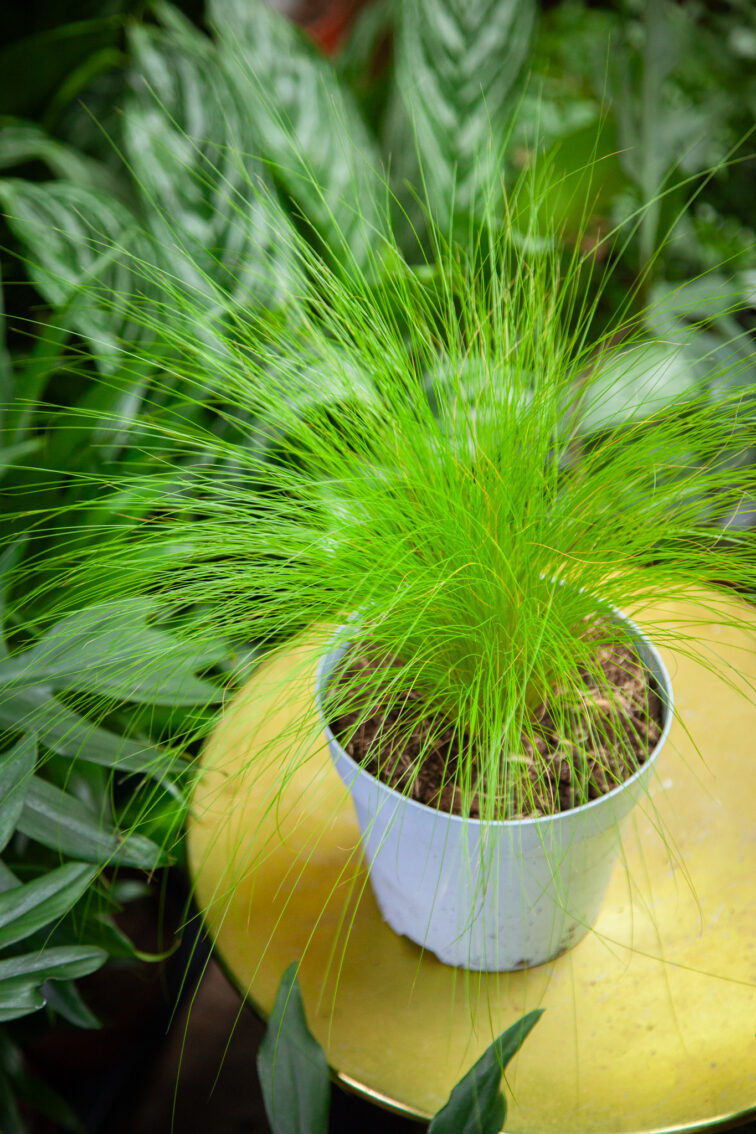 stipa-pony-tails_17x55-1_1751106317.jpg Zdjęcie rosliny doniczkowej Stipa Pony Tails (Ostnica mocna), ujęcie 1